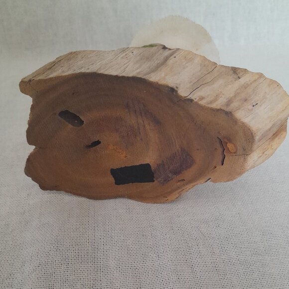 "Magic Mushroom" Frog under White Coral Mushroom - Picture 5 of 5